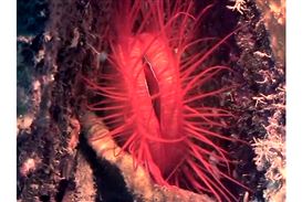 Catinca Tabacaru Gallery Presents a Video Exhibition Presented Exclusively on the Gallery Website