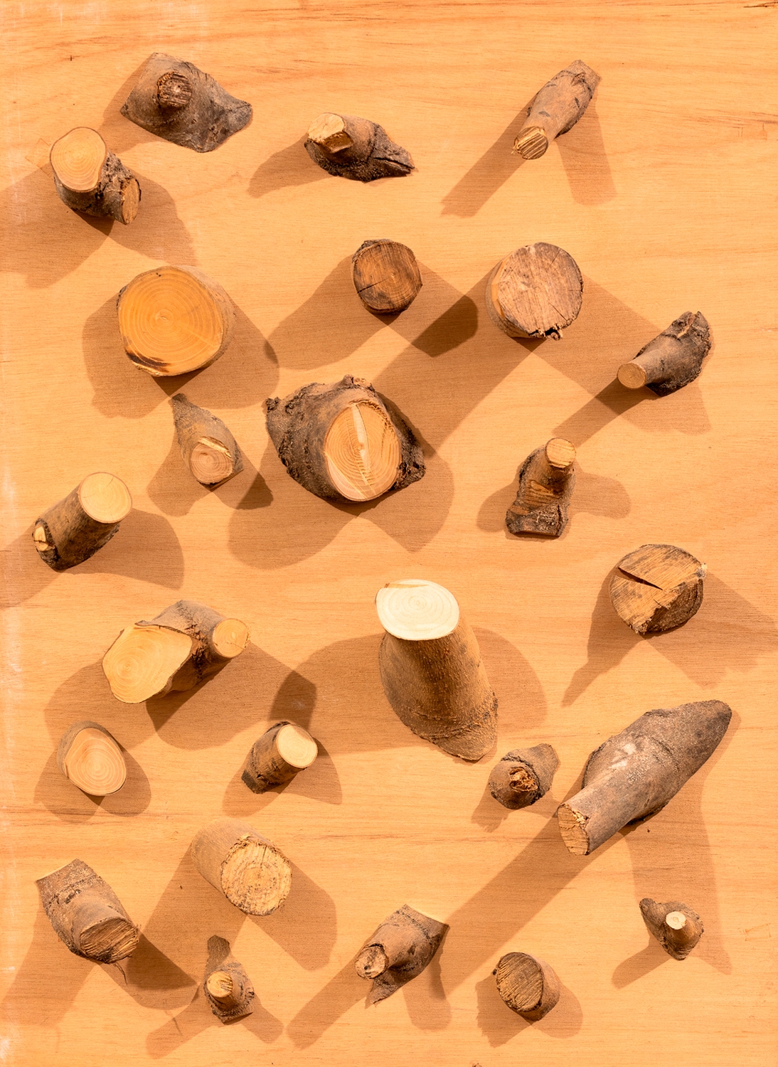 Artwork by Giuseppe Giunta, Untitled, Made of Application of parts of tree trunk on a wooden panel