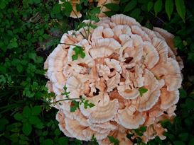 Dispatches from the Plague, Part 2