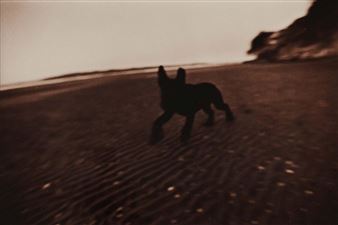 No. 114 (dog) - John McDermott