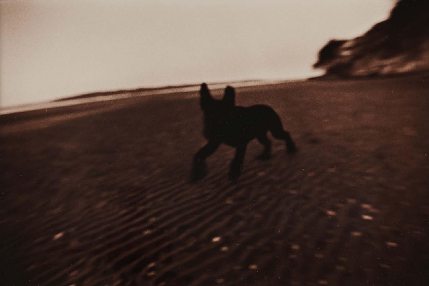Artwork by John McDermott, No. 114 (dog), Made of gelatin silver print