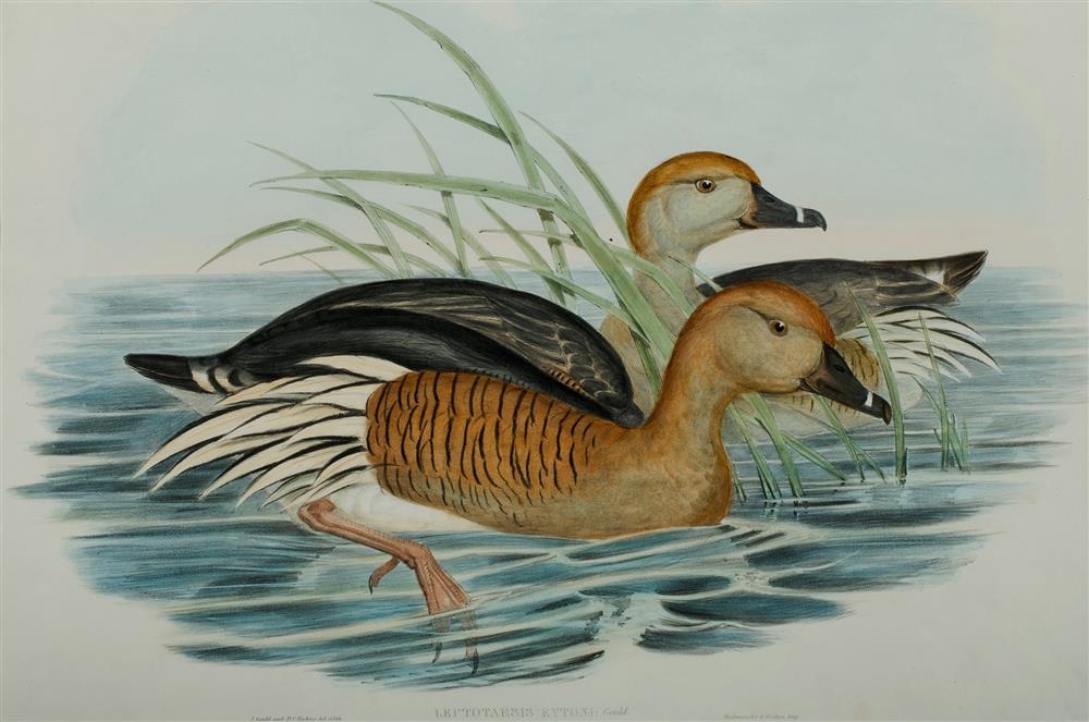 'Eyton's Duck (Plumed Whistling Duck), Leptotarsis Eytoni.' by John Gould
