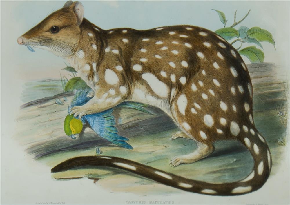 'Spotted-tailed Quoll, Dasyurus Maculatus' by John Gould