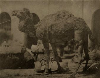 Camel - Ernest Benecke