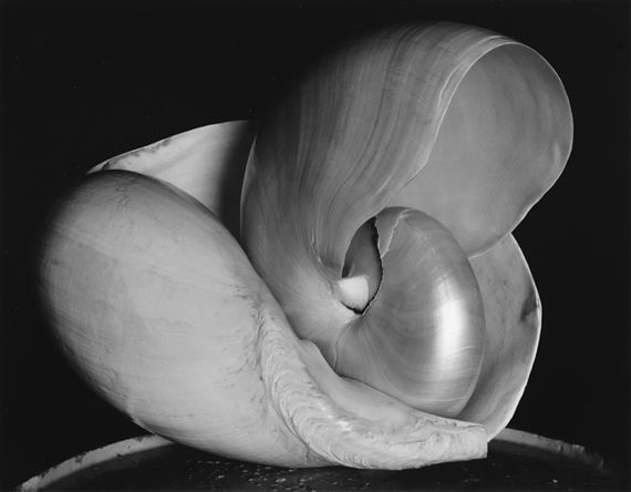 Cole Weston | Shell. | MutualArt