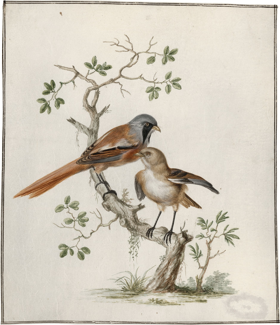 Artwork by German School, 18th Century, Bartmeisenpaar (Panurus Biarmicus), Made of Watercolor and gouache on parchment