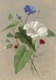 Studienblatt mit Einer Weißen Trichterwinde, Nelken und Sommeradonisröschen - Carl Adolf Senff