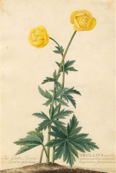 'It Can Be a Kind of Meditation': The Restorative Power of Botanical Art and Illustration