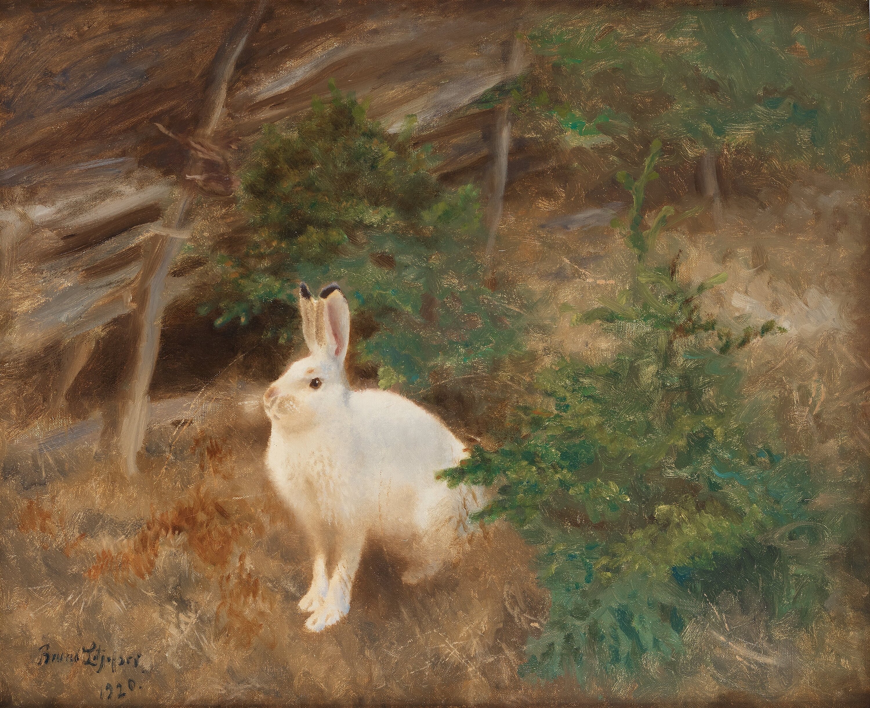 Artwork by Bruno Liljefors, Mountain hare, Made of Oil on canvas