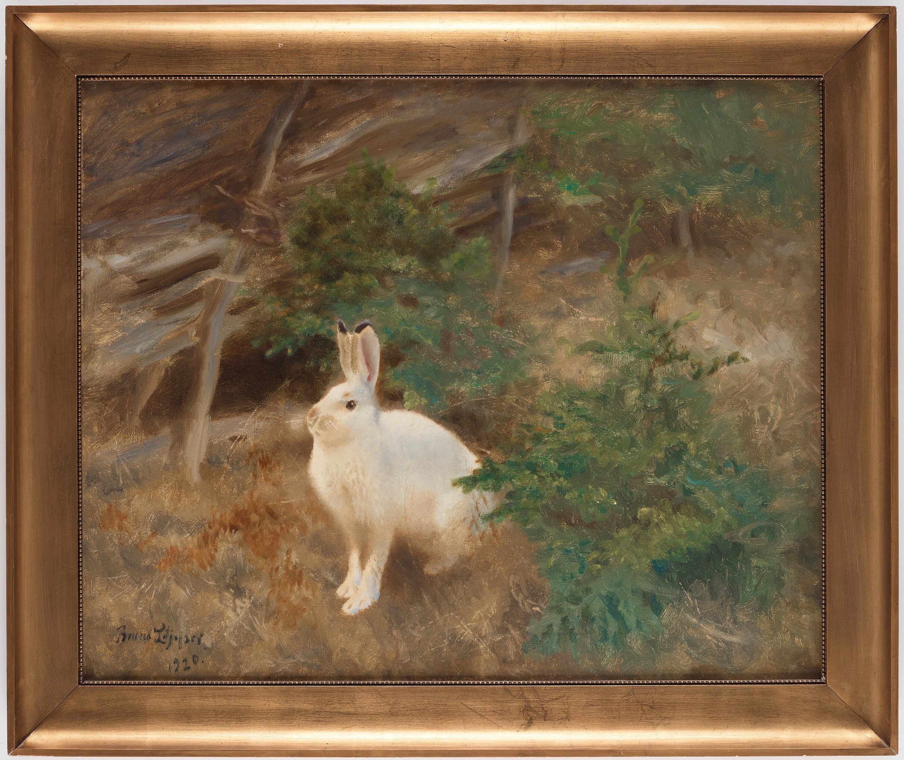 Artwork by Bruno Liljefors, Mountain hare, Made of Oil on canvas