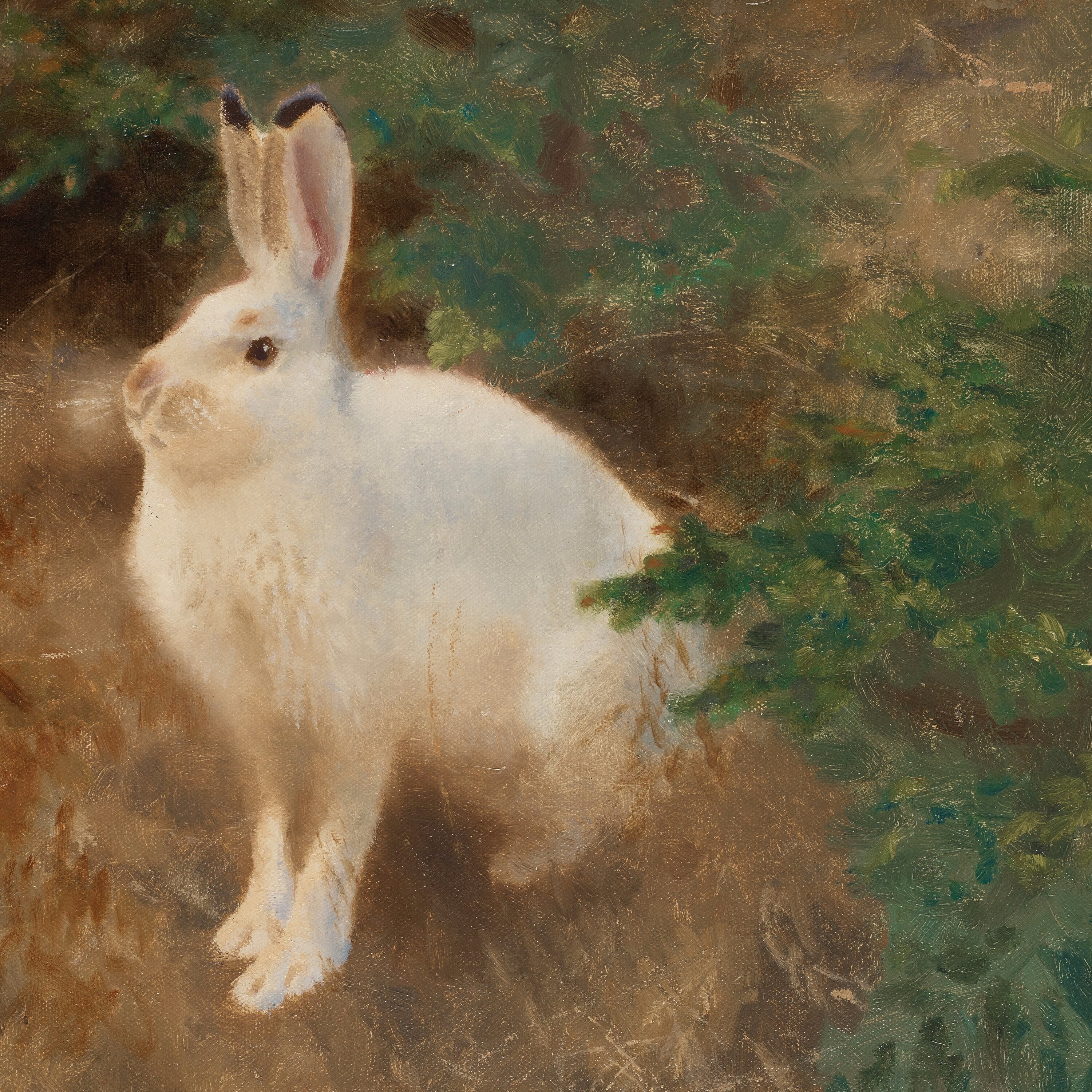 Artwork by Bruno Liljefors, Mountain hare, Made of Oil on canvas