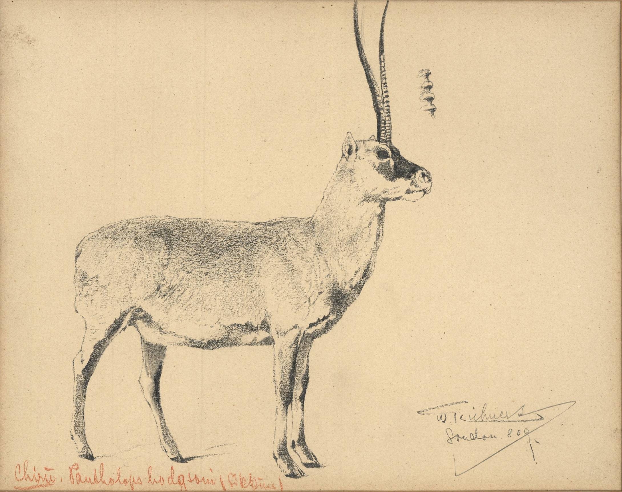 Tibetan Antelope Drawing