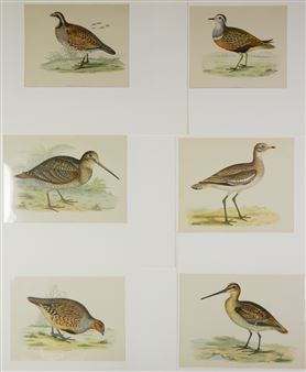''Partridge''; ''Virginian Partridge''; ''Great Plover''; ''Dotterel''; ''Woodcock''; ''Great Snipe'' - Beverly R. Morris