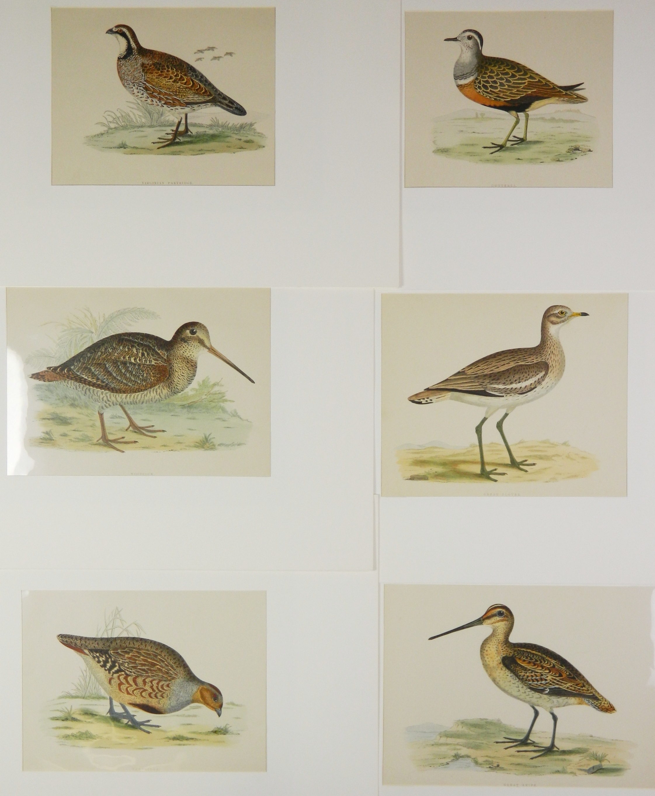 Artwork by Beverly R. Morris, ''Partridge''; ''Virginian Partridge''; ''Great Plover''; ''Dotterel''; ''Woodcock''; ''Great Snipe'', Made of hand colored engravings