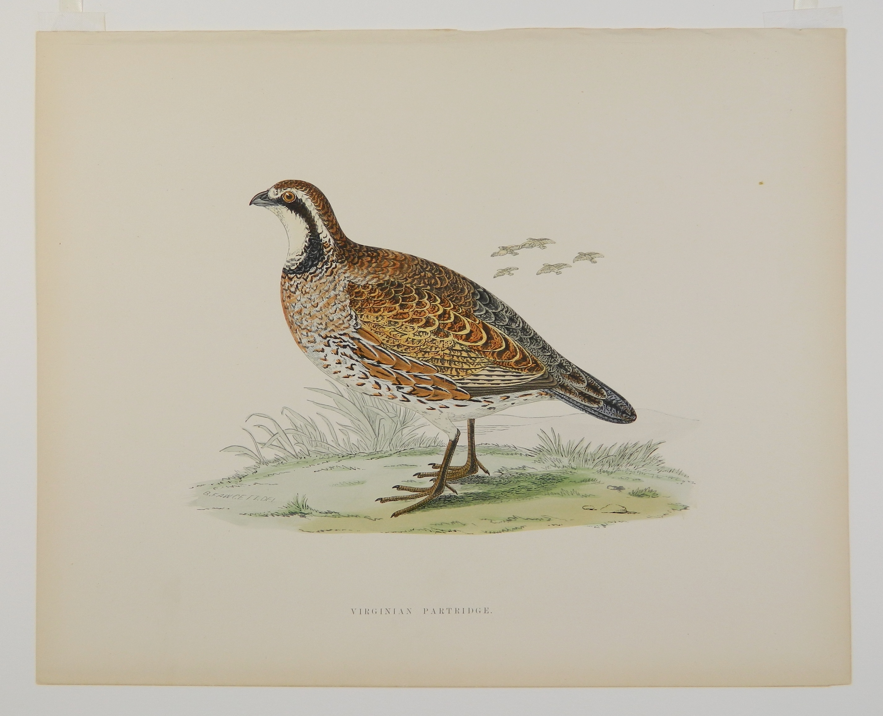 Artwork by Beverly R. Morris, ''Partridge''; ''Virginian Partridge''; ''Great Plover''; ''Dotterel''; ''Woodcock''; ''Great Snipe'', Made of hand colored engravings