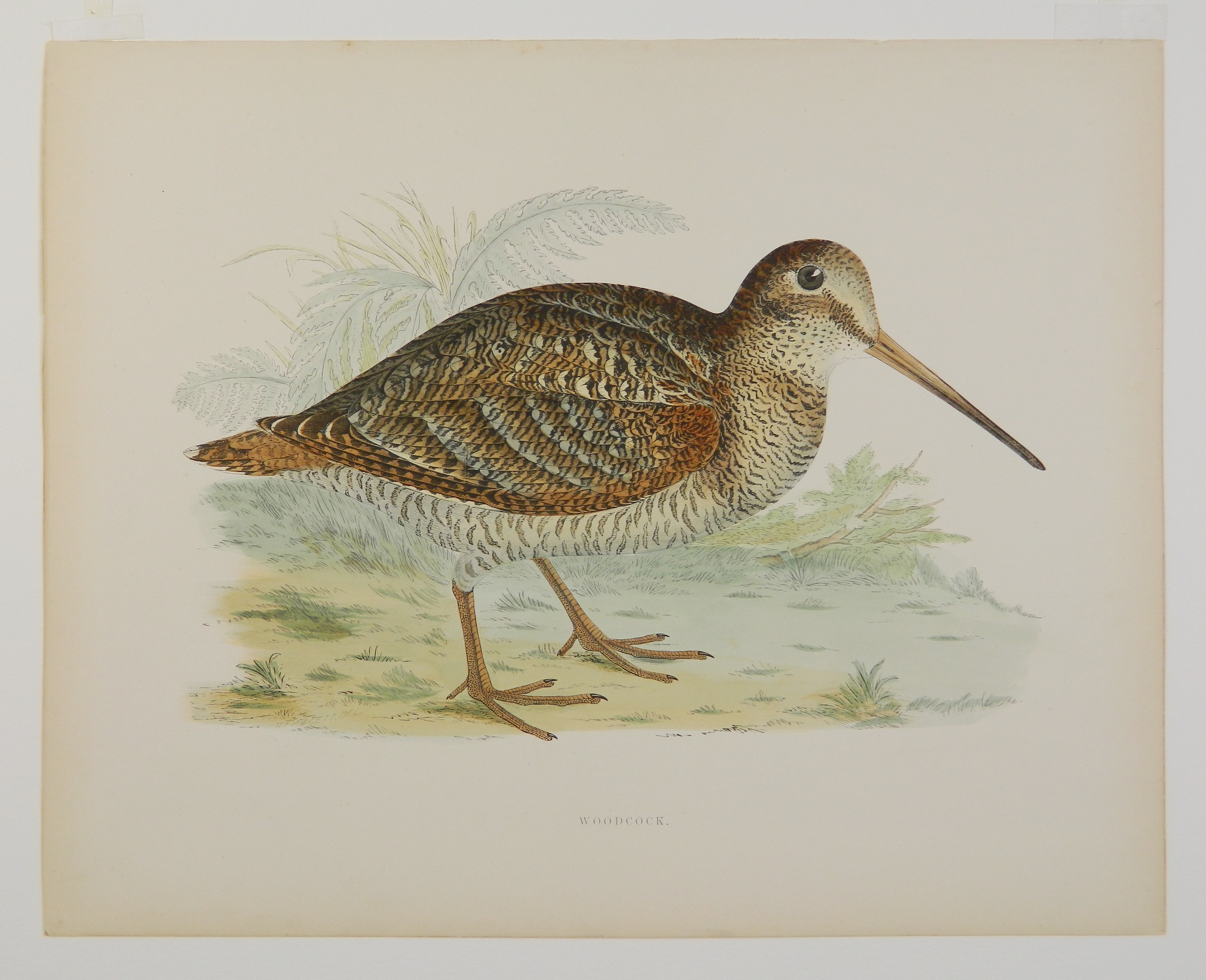Artwork by Beverly R. Morris, ''Partridge''; ''Virginian Partridge''; ''Great Plover''; ''Dotterel''; ''Woodcock''; ''Great Snipe'', Made of hand colored engravings