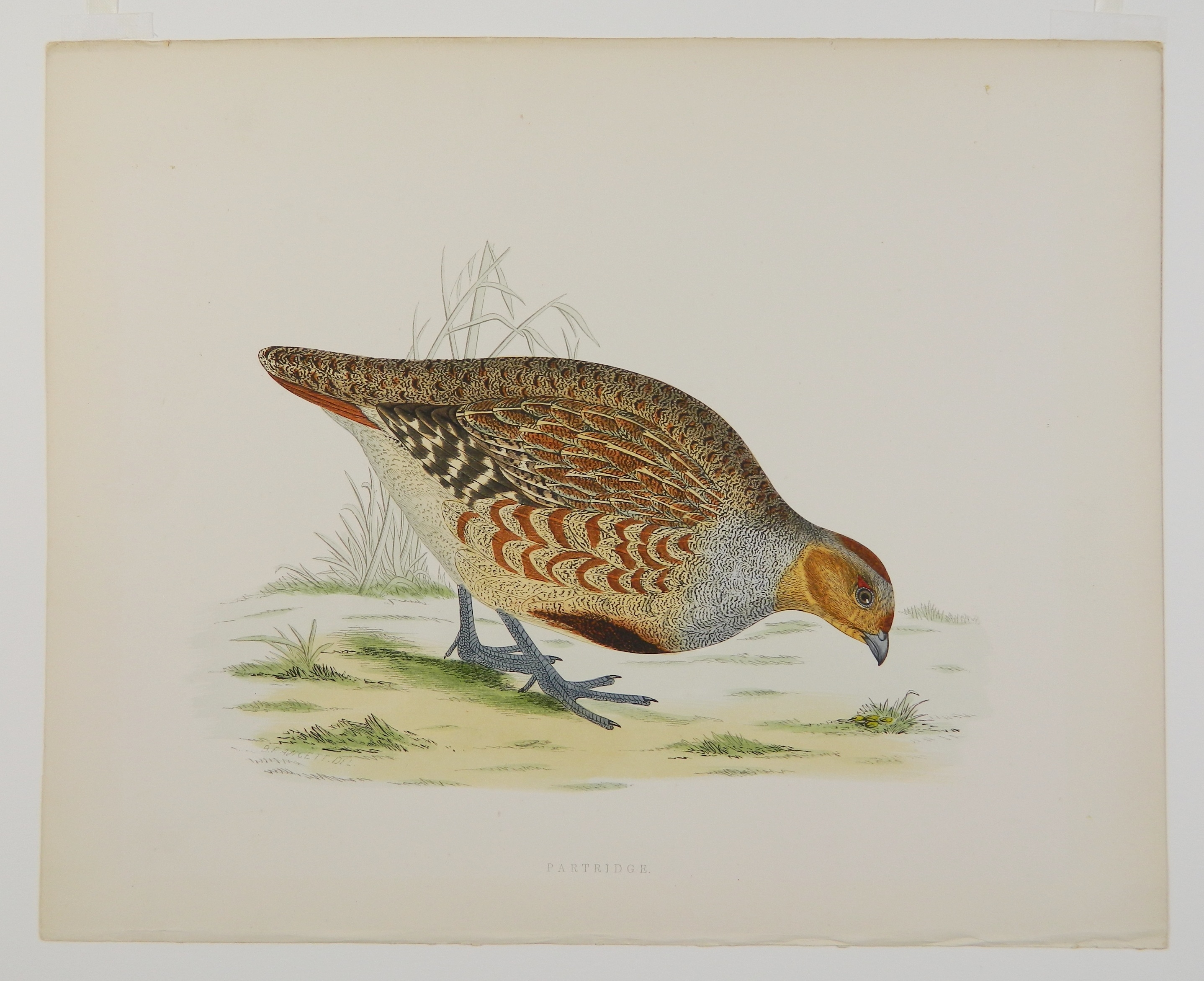Artwork by Beverly R. Morris, ''Partridge''; ''Virginian Partridge''; ''Great Plover''; ''Dotterel''; ''Woodcock''; ''Great Snipe'', Made of hand colored engravings