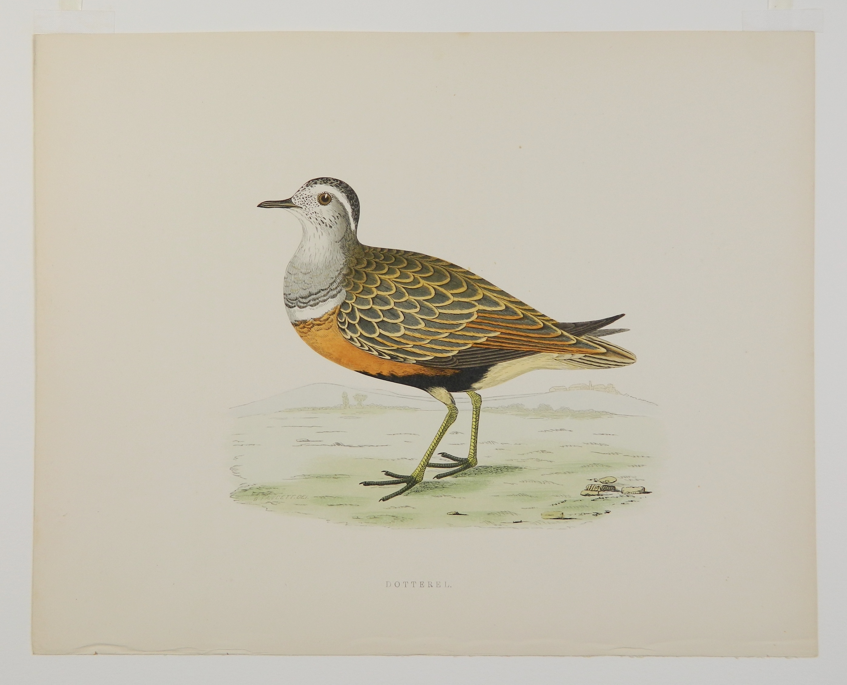 Artwork by Beverly R. Morris, ''Partridge''; ''Virginian Partridge''; ''Great Plover''; ''Dotterel''; ''Woodcock''; ''Great Snipe'', Made of hand colored engravings