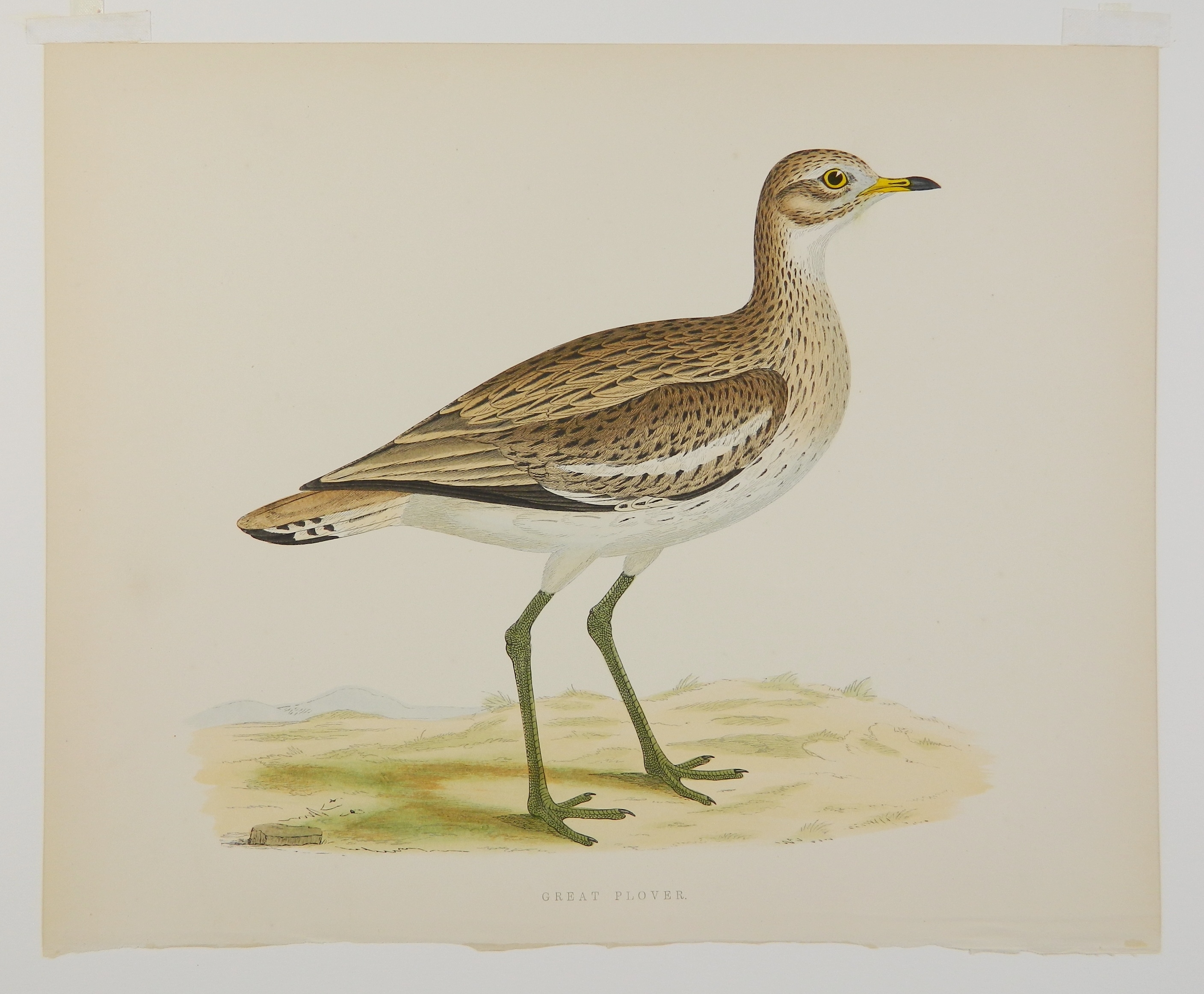 Artwork by Beverly R. Morris, ''Partridge''; ''Virginian Partridge''; ''Great Plover''; ''Dotterel''; ''Woodcock''; ''Great Snipe'', Made of hand colored engravings