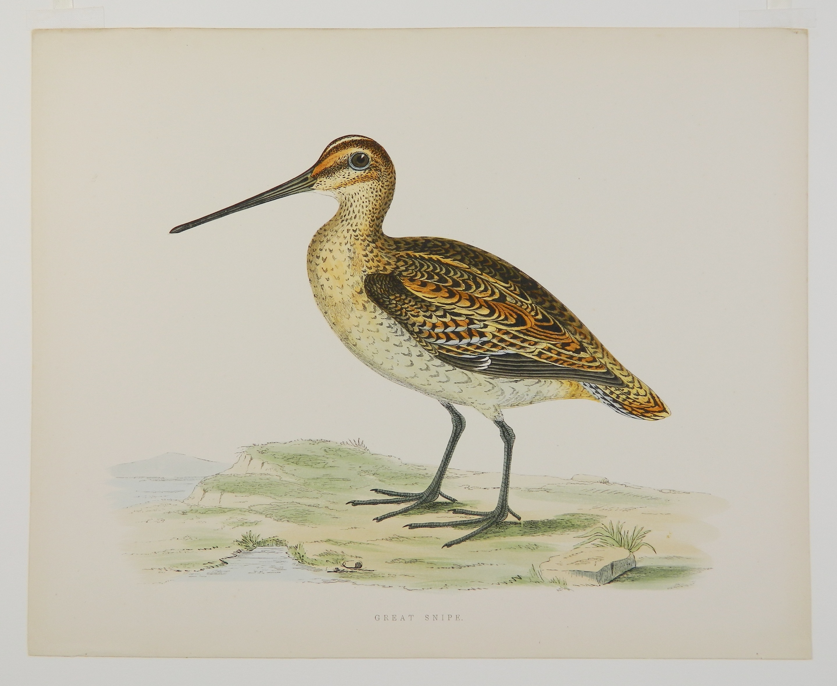 Artwork by Beverly R. Morris, ''Partridge''; ''Virginian Partridge''; ''Great Plover''; ''Dotterel''; ''Woodcock''; ''Great Snipe'', Made of hand colored engravings