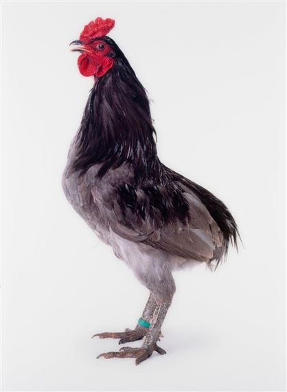 Mechelse Longcrower by Koen Vanmechelen, 2008