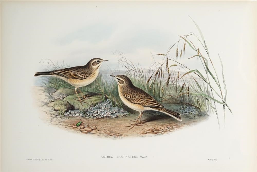 ANTHUS CAMPESTRIS: Tawny Pipit by John Gould