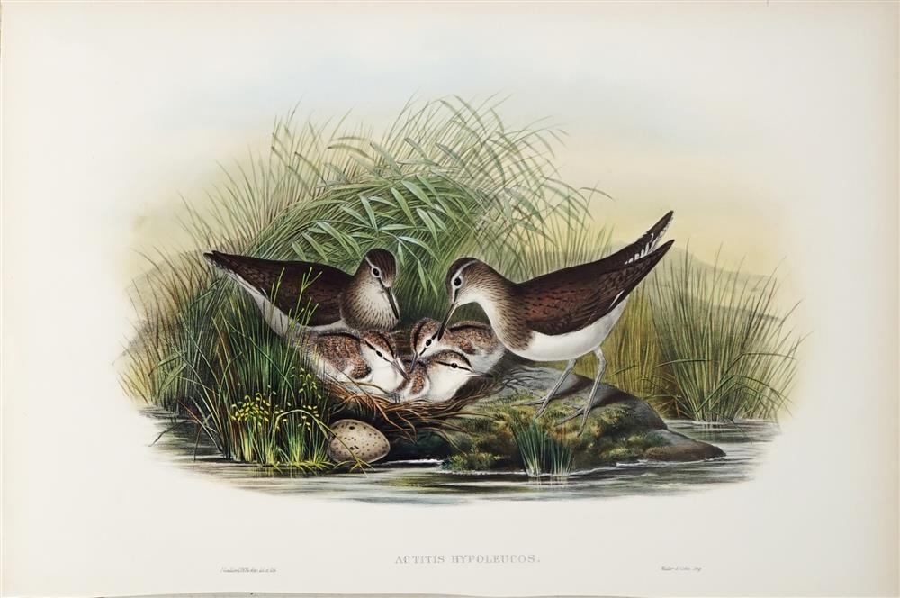 TRINGA BYPOLEUCOS: Common Sandpiper by John Gould