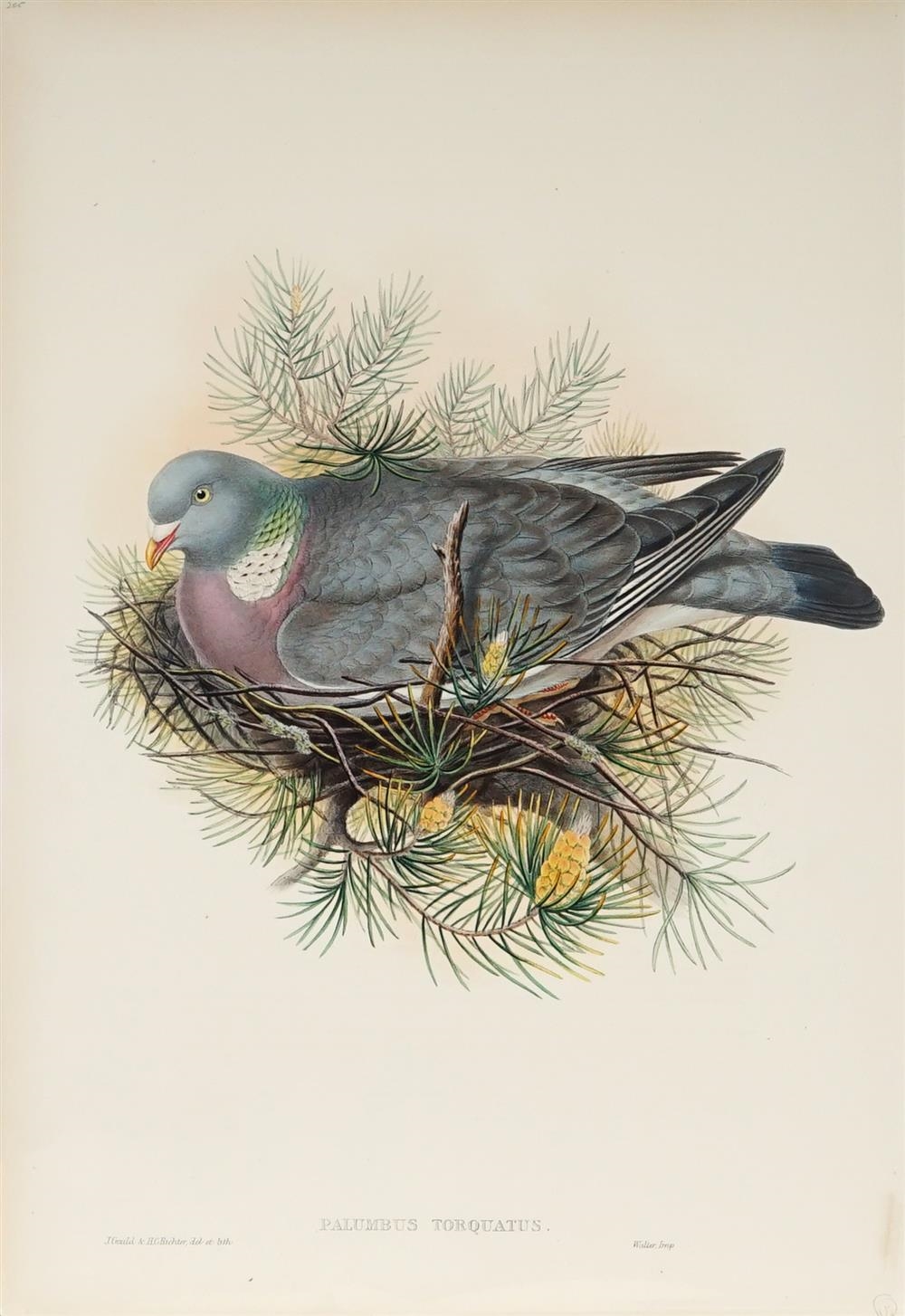 COLUMBA PALUMBUS: Wood Pigeon by John Gould