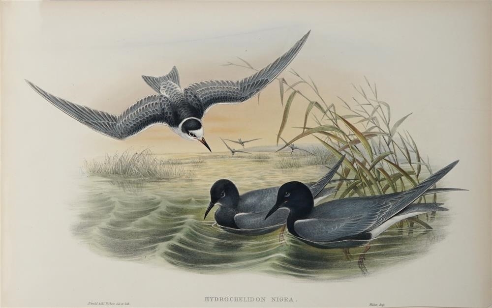 CHLIDONIAS NIGER: Black Tern by John Gould