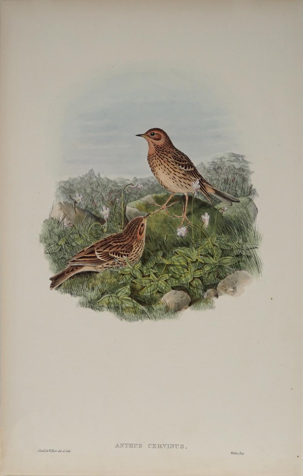 ANTHUS CERVINUS: Red-throated Pipit by John Gould