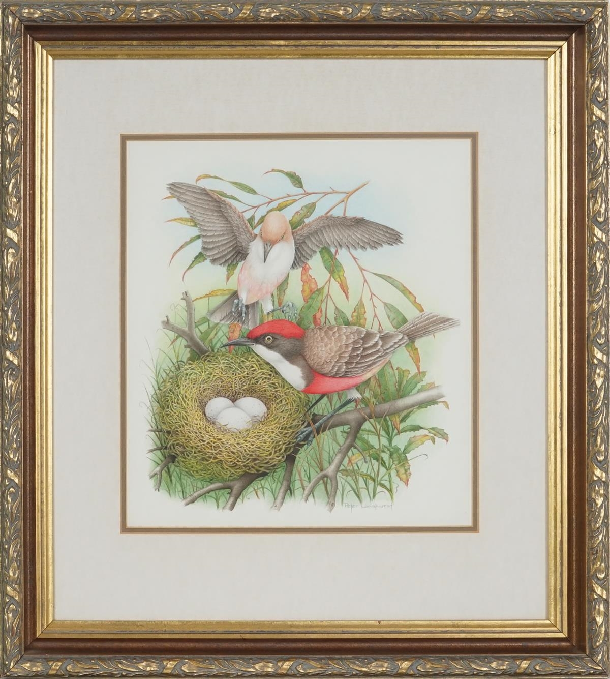 Artwork by Peter Longhurst, Crimson Char & Nest (Ephthianura Tricolor), Made of watercolour