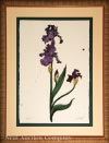 "Iris" by William Dunlap