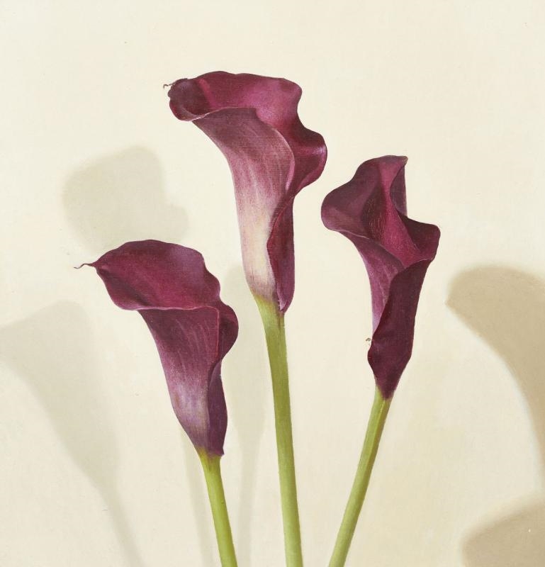 Artwork by Sian Hopkinson, Three Magenta Calla Lilies, Made of oil on board