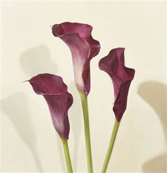 Three Magenta Calla Lilies - Sian Hopkinson