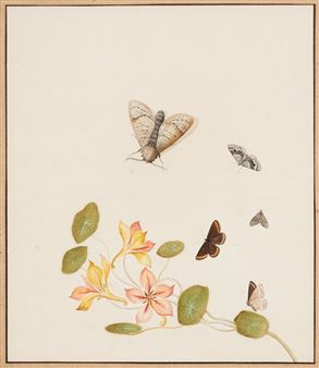GOLDEN COLUMBINE WITH BUTTERFLIES AND MOTHS - Nicolaas Struyk