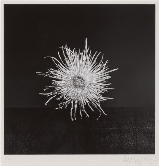 Robert Mapplethorpe | Chrysanthemum, | MutualArt