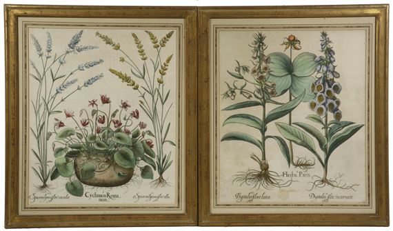 "I. Herba Paris. II. Digitalis flori incarnato. III. Digitalis flore luteo" by Basilius Besler, 1613