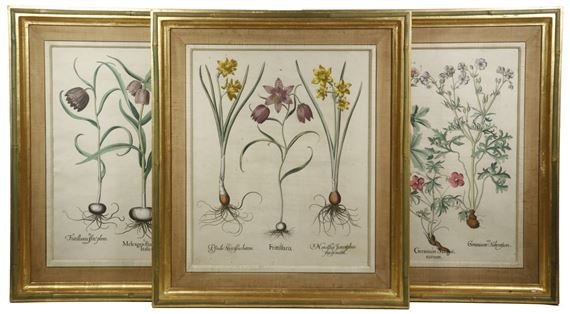 "I. Germanium Sanguinarium. II. Germanum Macrorbizon. III. Geranium Tuberosum" by Basilius Besler, 1613