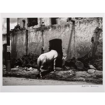 El Caballo Sin Rival - David Maawad