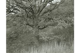 Tree of Life: Nailya Alexander Gallery Opens a Group Exhibition