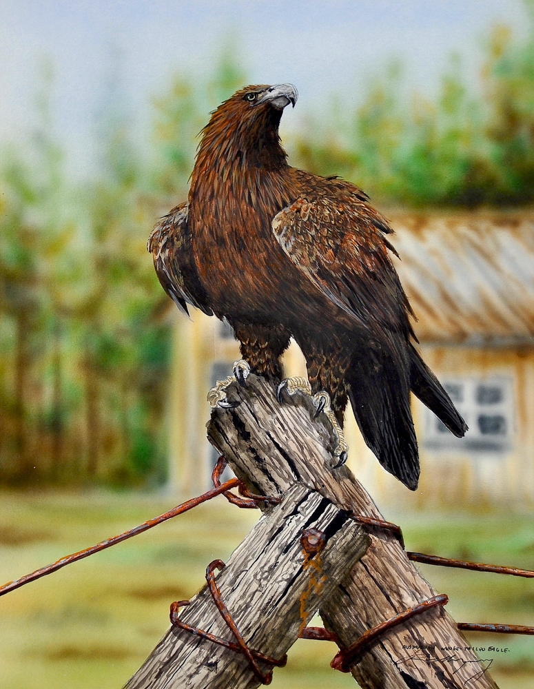 Paul Margocsy | Wedge Tailed Eagle | MutualArt