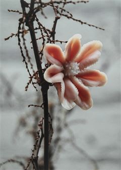 &quot;Pars parvola ventris tauri, linguae roseae anitum&quot; - Heide Hatry