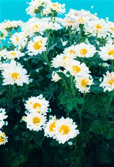 Invisible Wall - Kim InJi