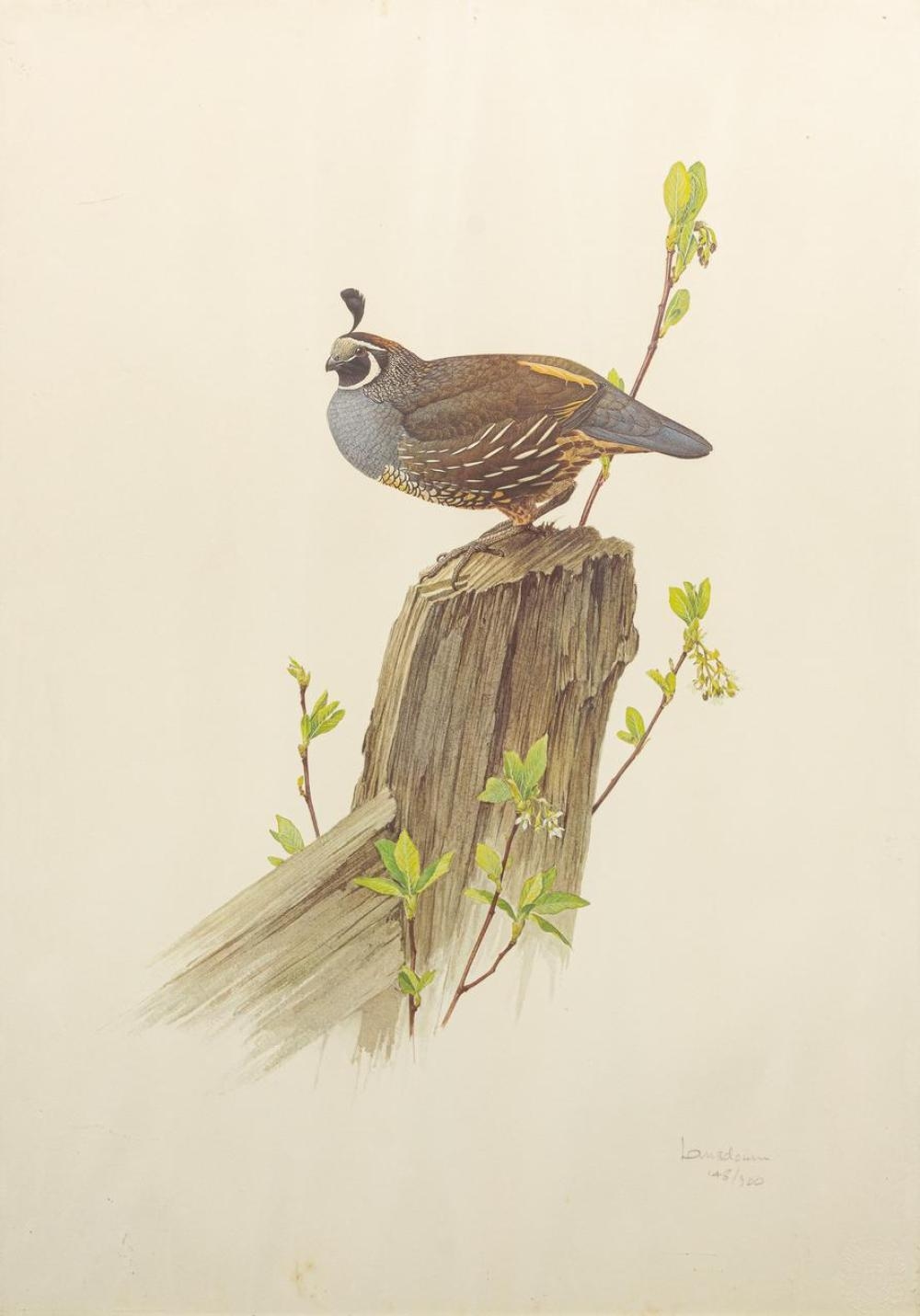 James Fenwick Lansdowne Quail MutualArt