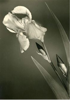 Iris - Frank J. Heller