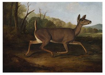 White-Tailed Deer - John Woodhouse Audubon