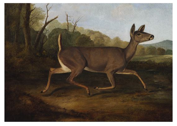 White-Tailed Deer by John Woodhouse Audubon, Painted circa 1843-1847