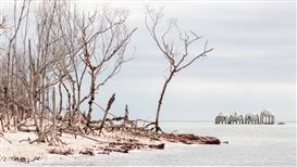 Welcome to the ‘Floodzone,’ Virtually and in Person
