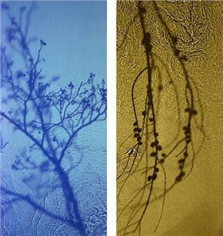 ONLINE: Susan Derges: The River Taw "Restored" - Danziger Gallery, New York 
