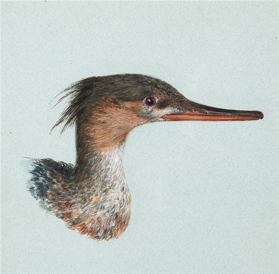 Howard Carter | Two Works: Shell Drake Duck; Bittern | MutualArt